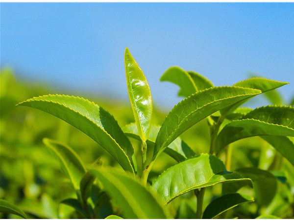 茶葉的采摘技術(shù)，較佳種植時(shí)間？